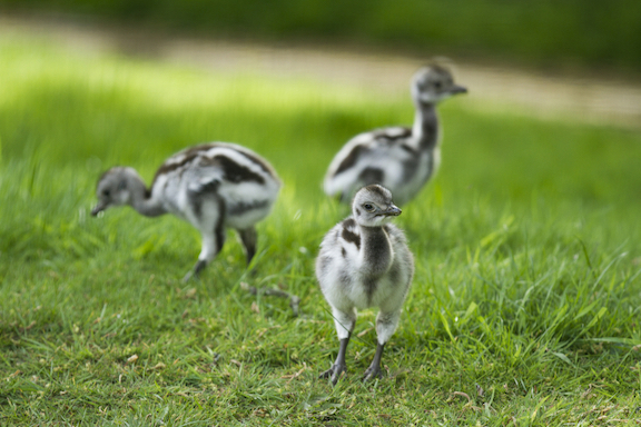 Rhea Chicks